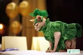 Cat Funny Pic - Cat Image Download 2023 - biraler pic - NeotericIT.com - Image no 10