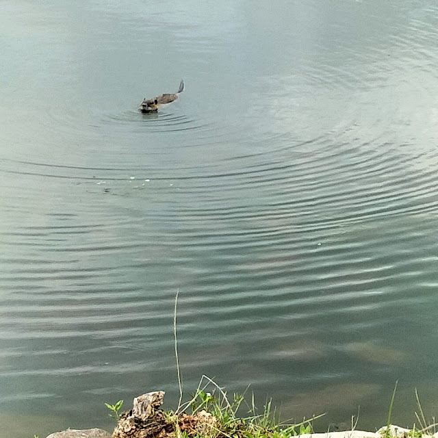 昆陽池公園のヌートリア