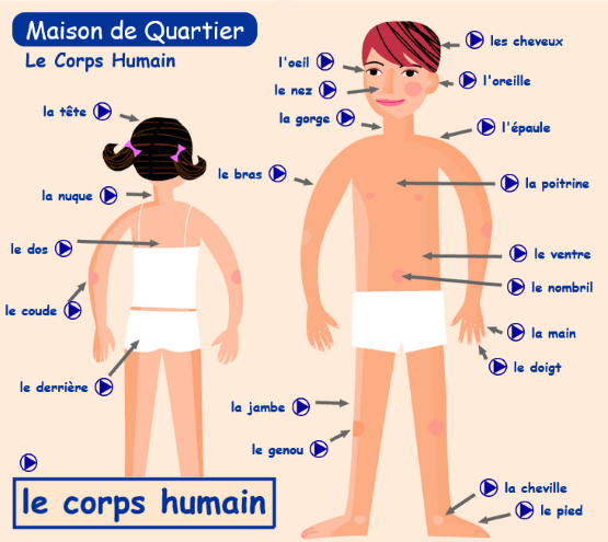 Lexique] Niveau A1/A2 Le corps humain. - Français pour tous