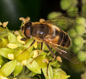 Hoverfly, Eristalis pertinax.  Gates Green Road, Coney Hall.  31 August 2014.