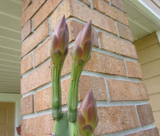 cactus blooms