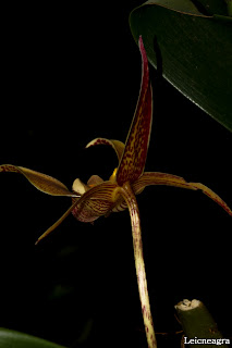 Bulbophyllum polystictum