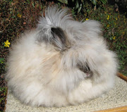 The Angora Rabbit