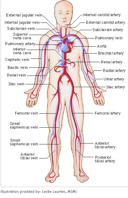 circulatory system veins and arteries. These are the major arteries