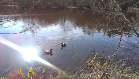 Ducks at Penrhos Coastal Park, Anglesey