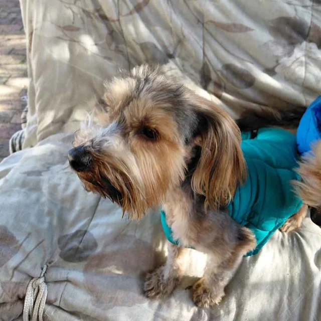 small Yorkshire Terrier