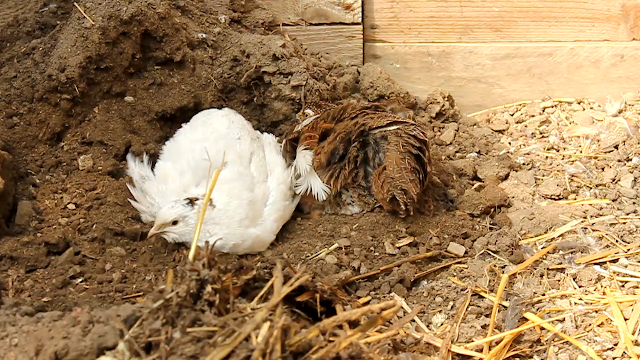 Organic English White and Tuxedo Coturnix Quail dustbathing