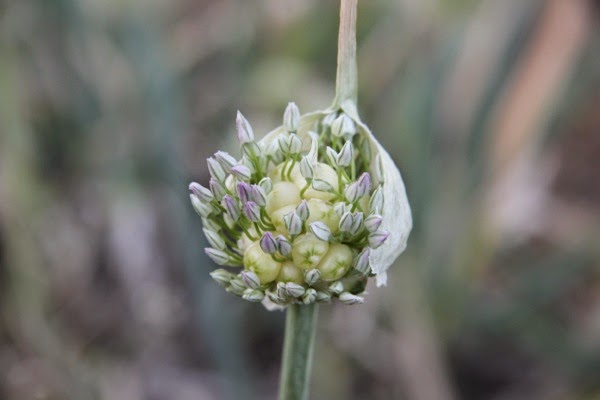 Perennial Babingtons leek