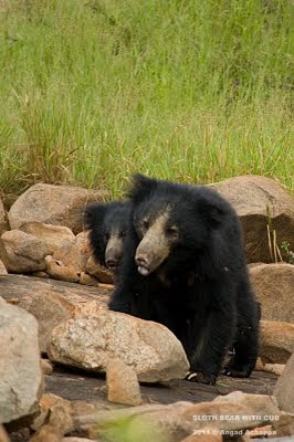 sloth bear with cub