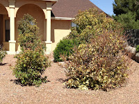 Chlorotic and necrotic shrubs in a landscape