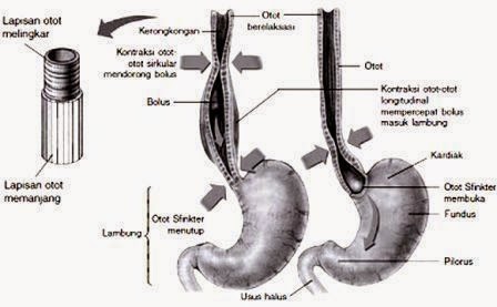 Proses Gerak Lobus Menuju Ke Lambung