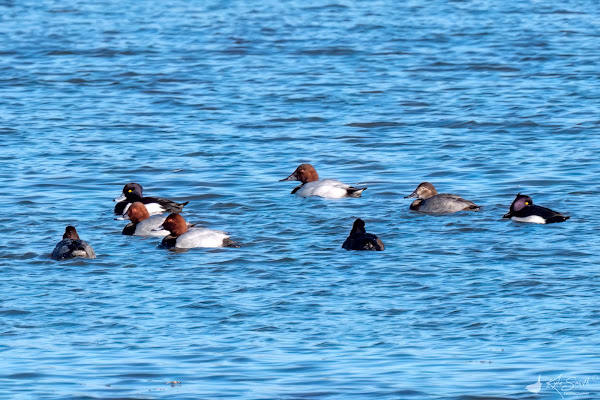 Canvasback