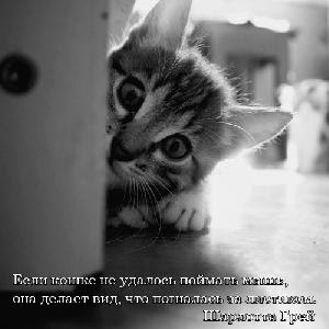 sayings about cats