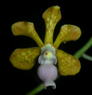 Vanda limbata, Vanda metusalae, Vanda insignis, Vanda celebica, Anggrek cantik, langka, Tanaman Indah