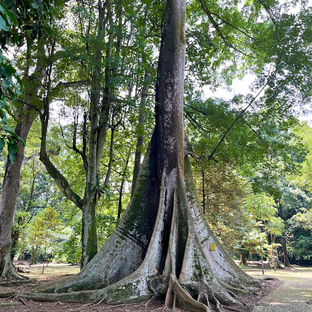 Sebatang pohon kapuk randu dengan akar-akar banir