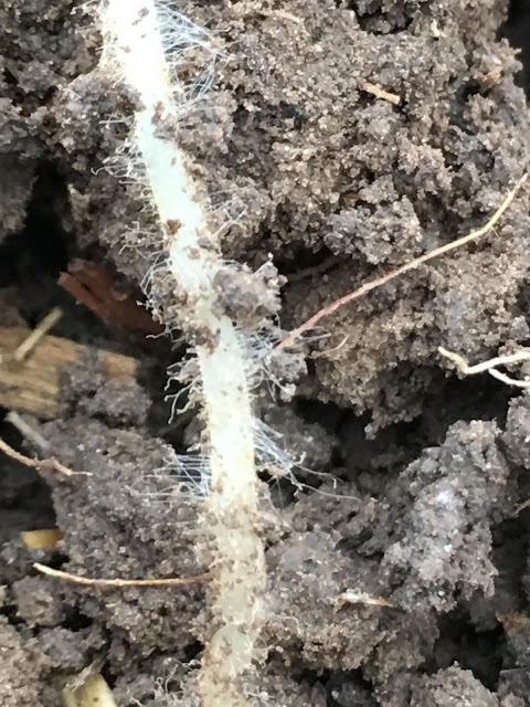 Mycorrhizae