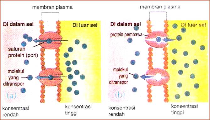 Ilmu Dasar Keperawatan : Konsep Sel