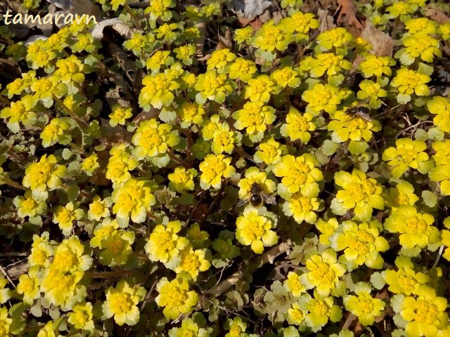 Селезёночник волосистый (Chrysosplenium pilosum)