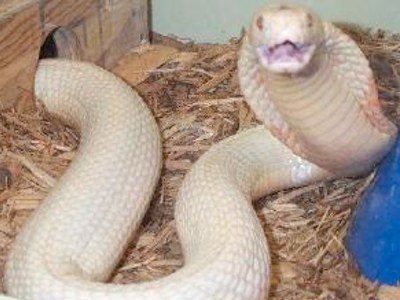 Albino King Cobra Snake snakes: snakes with multiple heads
