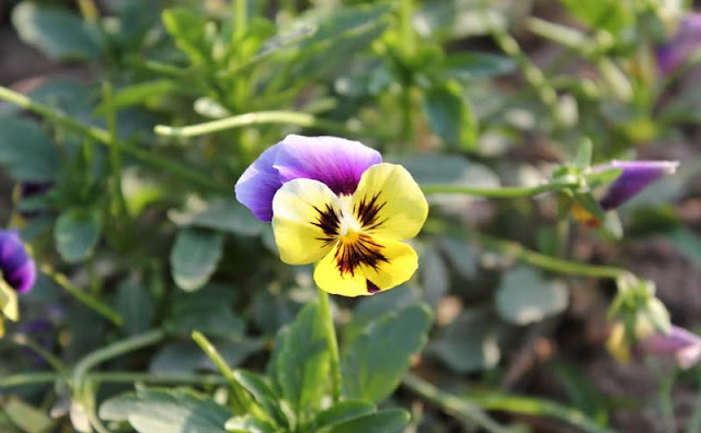 Pansy Flowers Pictures