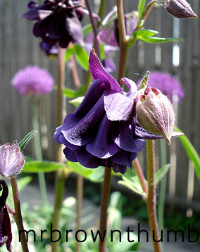 Columbine Flower on Columbine Flower Black Plants Black Flowers