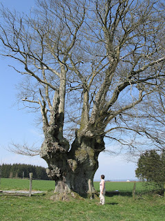 Baharın başında bir Avrupa kayın ağacı