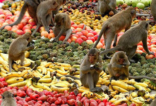 تايلاند، موائد، بأطنان، الفواكه، القرود