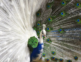 aves-del-paraiso-birds-of-the-paradise