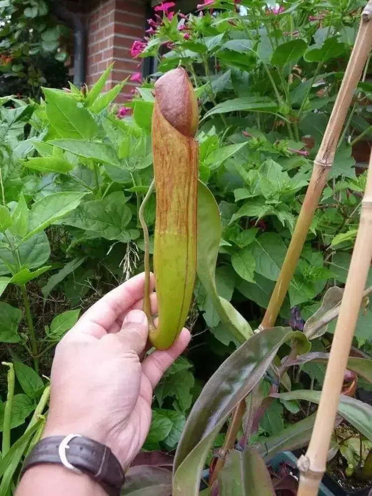 penis plants