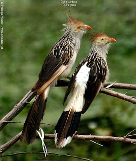 pirincho Guira guira