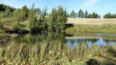 Pond in Mały Donimierz