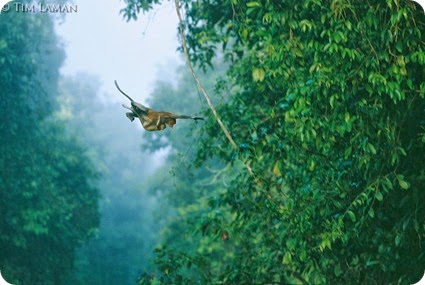 Kinabatangan Wildlife Sanctuary
