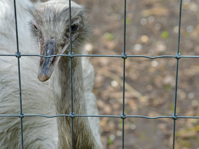 Image taken at Tattershall Farm Park of the face of an ostrich close up. It is behind a silver wire fence.