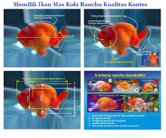 ikan mas koki