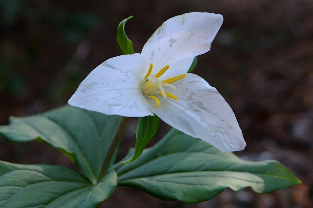 white flower of three grand petals