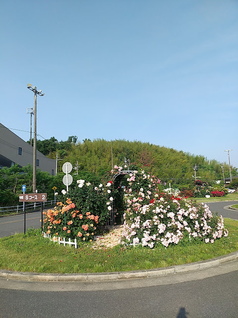 【寝屋川市】ネヤガワドライビングスクールの薔薇の花