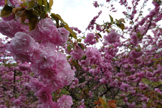 鳥取県西伯郡伯耆町小林 マウンテンストリームきしもと ヤエザクラ（八重桜）