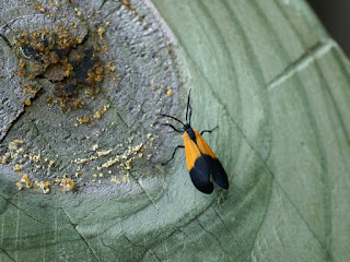 Lithosie orangée - Lycomorpha pholus 