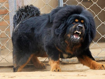 สุนัขพันธุ์ทิเบตัน มาสทิสส์ สุนัข ที่ แพงที่สุดในโลก