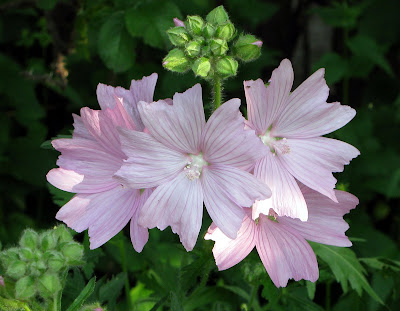 Musk Mallow Wide Screen Wallpaper