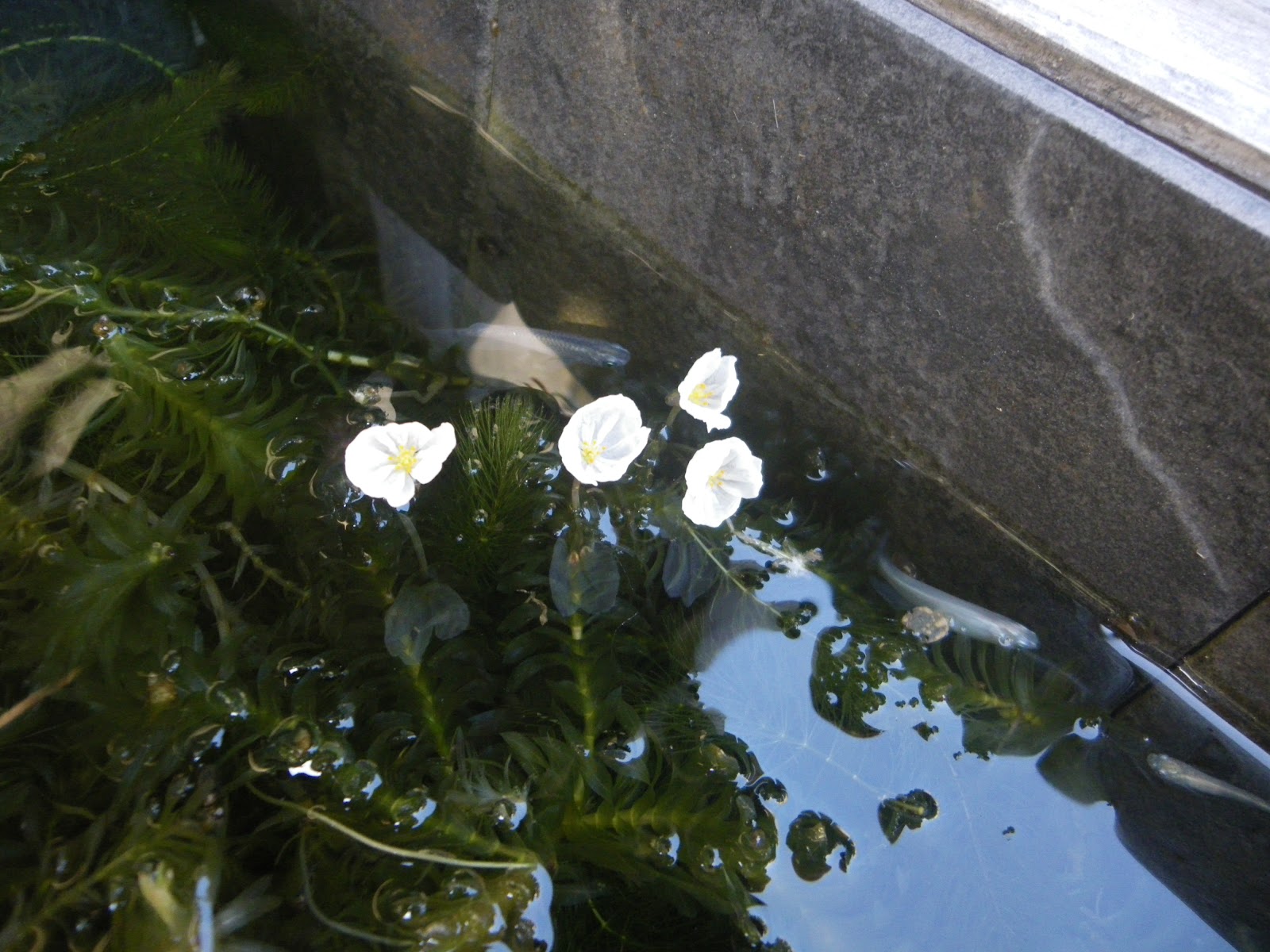 メダカのビオトープを水草やミニ盆栽で美しく飾る メダカの大工