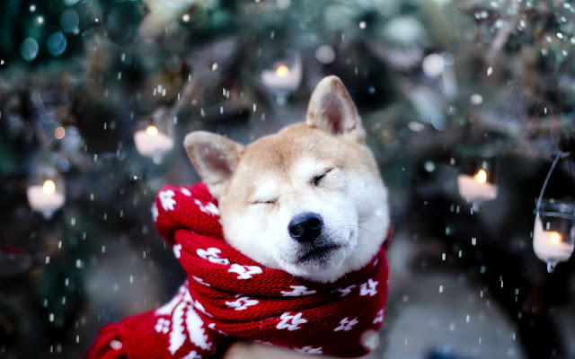 Perro con Bufanda bajo la Nieve Imágenes de Fondos de Perros