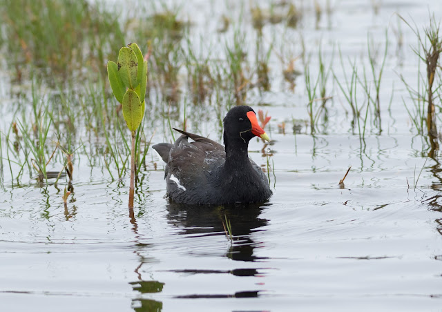 Common Gallinule - Merritt Island, Florida