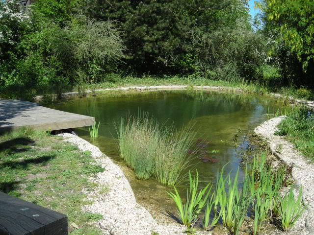 From the Pondlady's Pad: How to Build A Natural Swimming Pond