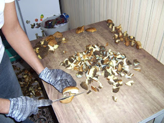 Как заработать на грибах