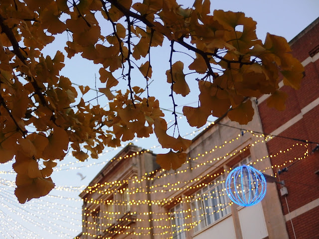 Ginkgo biloba at Broadmead shopping centre, Bristol