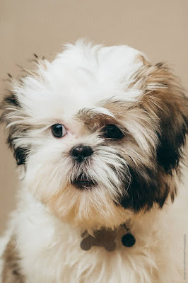 Female Shih Tzu Puppies For Sale Near Me