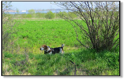 Beagle Emma