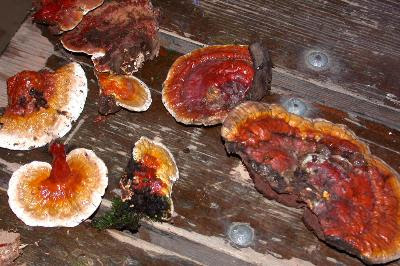 Apa itu Ganoderma Lucidium ~ Weird and wonderful news library