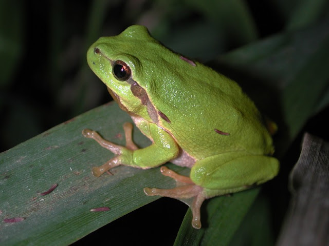 Perereca (Hyla arborea)